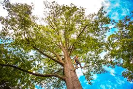 Professional Tree Services in Milpitas, CA