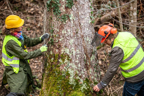 Best Tree and Shrub Care  in Milpitas, CA